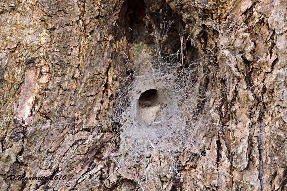 ...verso la tana del Ragno
